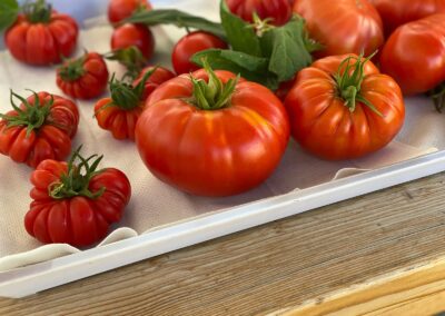 Tomaten aus dem eigenen Garten